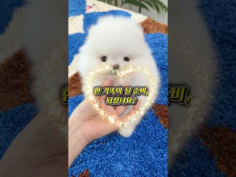 🐶 한 가족이 될 준비, 되셨나요? 🤍