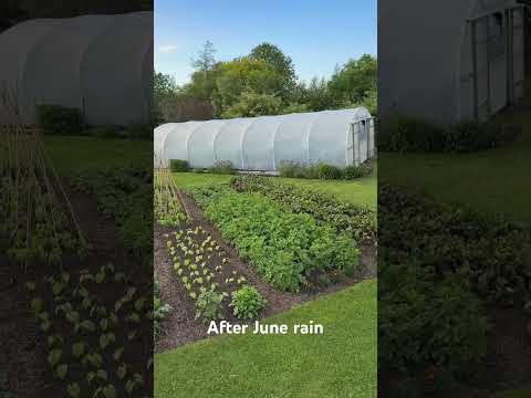 Homeacres No Dig Garden | Early Summer After Welcome Rain