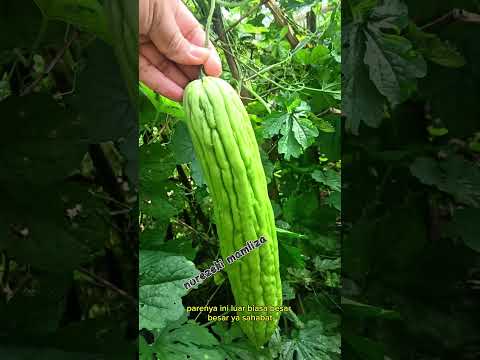 panen pare #shorts #budidayatanaman #farming #garden #pare #vegetables #harvest #farmer #fypシ #plant