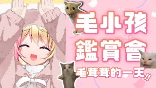 【🐾雜談 + 可愛動物鑑賞大會🐾】你喜歡～動物嗎？😻一般的狗、貓、馬、天竺鼠......【月城九曜🧡👼🏻#395】