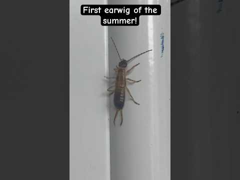 #shorts #insects #bugs #earwig #entomology #bug #summer