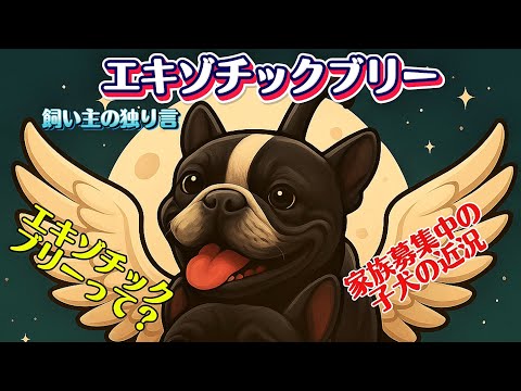 Exotic bully・『エキゾチックブリーの子犬生後50日目・エキゾチックブリーの変遷について』・American bully