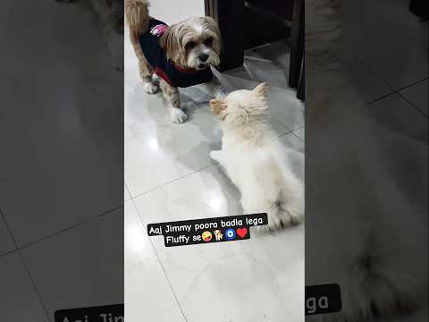 Aaj Jimmy poora badla lega Fluffy se #dog #cute #funnyvideo #ytshorts #trending
