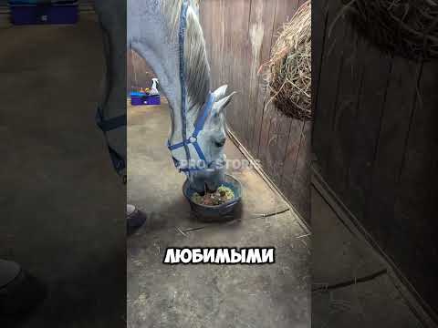 😢 ДЕВУШКА ПРОЩАЛАСЬ С ЛЮБИМЫМ КОНЁМ ДО СЛЁЗ Прядь гривы, последняя прогулка и вечная любовь!