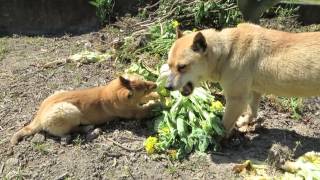 廃棄処分白菜を食べる犬  