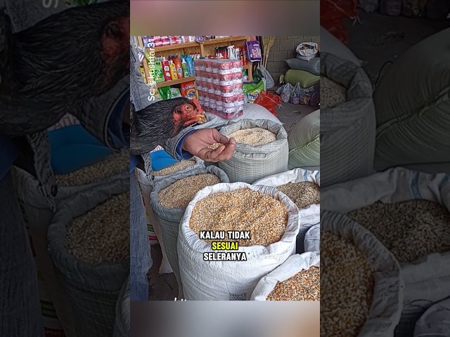 Ide cemerlang agar tidak bolak-balik ke pasar cuma buat beli pakan ayam