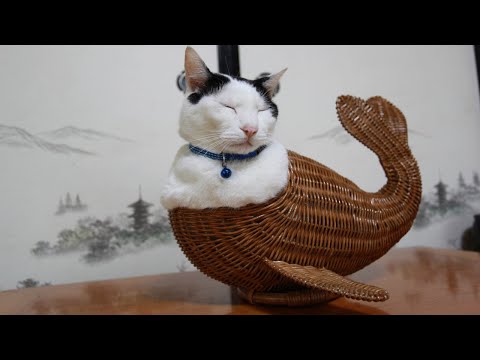 2025年9月21日うずまき猫のライブ配信と放置についての詳細 サムネイル