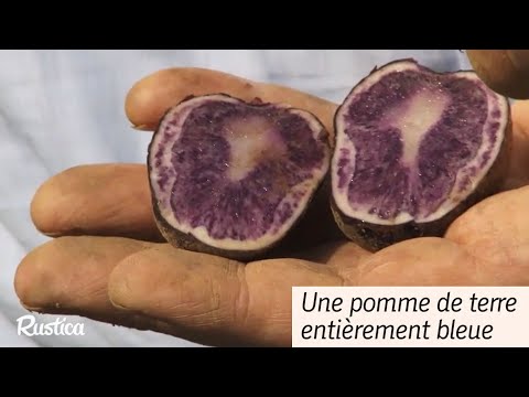 Bleue d'Artois : tout est bleu dans cette pomme de terre