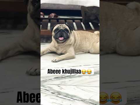 Abeee khujlla😂😂😂 #ytshorts #pug #mypug #funnyanimals#funny #funnypets #2025 #comedy #funnyvideo