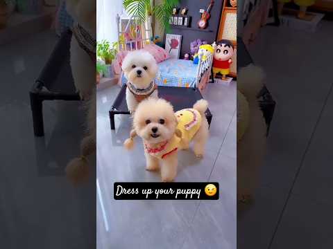 Dress up your puppy. #shortsshorts #viralshort #viralvideo #funydog1010 #poodle #usadogs #cutepuppy