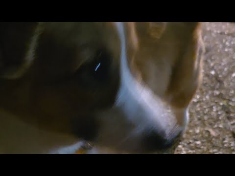 Halloween with Gimli