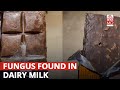Hyderabad Resident Finds 'Fungus' In Cadbury Dairy Milk