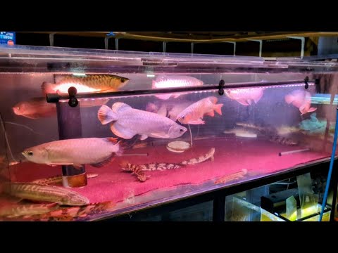 【古代魚飼育】アロワナ14匹&ポリプテルス約30匹の混泳を楽しまれている2400×1500×700水槽を紹介！