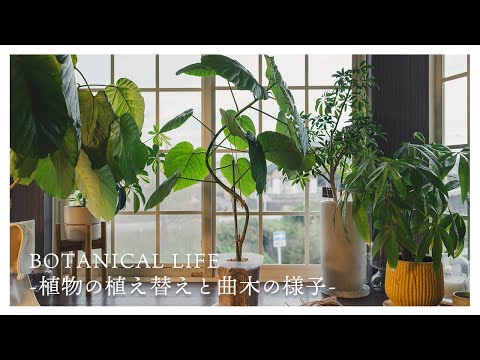 癒される植物の作業風景...パキラの鉢上げ｜フィカスの曲げ木の様子