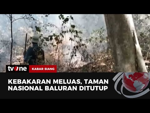 Api Kebakaran Meluas, Aktivitas Di Taman Nasional Baluran Dihentikan ...