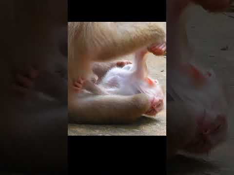 Great mommy! #animal #videos #foryou #cute #wildlife #funny #song #like #love #live #life #shorts