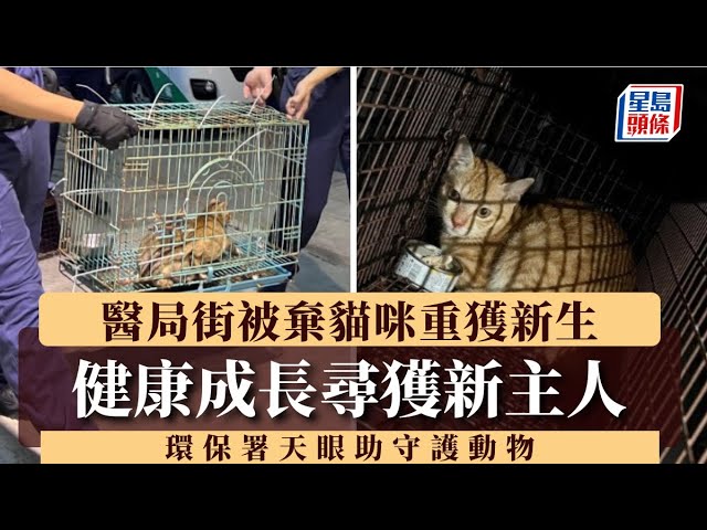 醫局街被棄貓咪重獲新生 健康成長尋獲新主人 環保署天眼助守護動物｜星島頭條新聞｜棄養｜幼貓｜深水埗｜智慧天眼