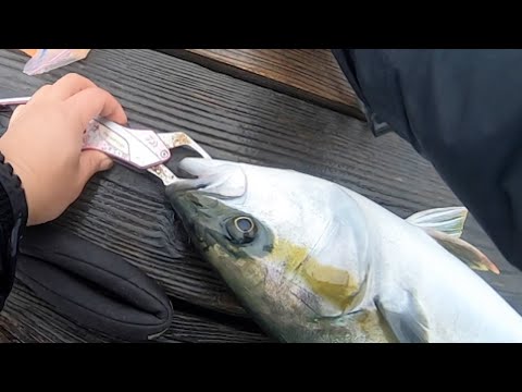 土砂降り初参戦で青物ラッシュ！【海恵】釣ガチ海上釣堀#237