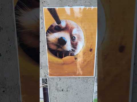 レッサーパンダが楽しむ大森山動物園：2025年国際レッサーパンダDAY特集 サムネイル