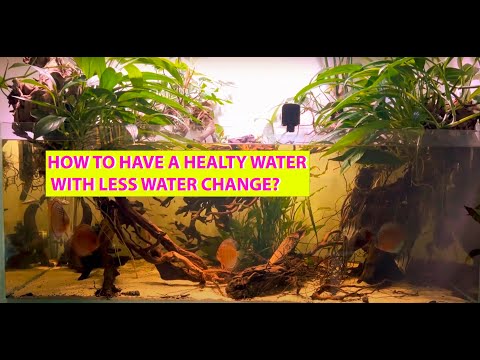 Quick tip on maintaining good aquarium water with  Epiphyte plants above your aquarium! Why you should have them and how to grow them!

-~-~~-~~~-~~-~-