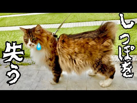（悲報）ぽこまる尻尾を失う【元野良猫まるとら&ぽこまる】