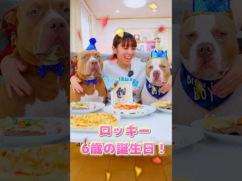 ロッキー6歳の誕生日！パーティしちゃいます！【アメリカンピットブル】#shorts