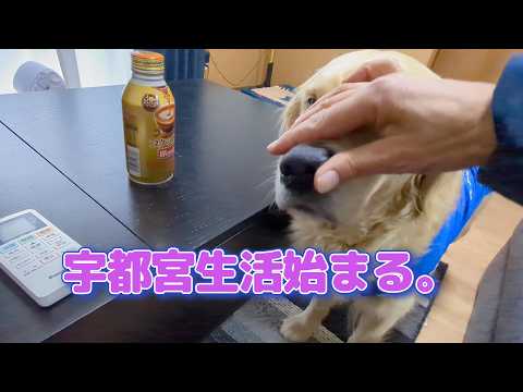 また宇都宮生活始まる。ゴールデンレトリバーティト