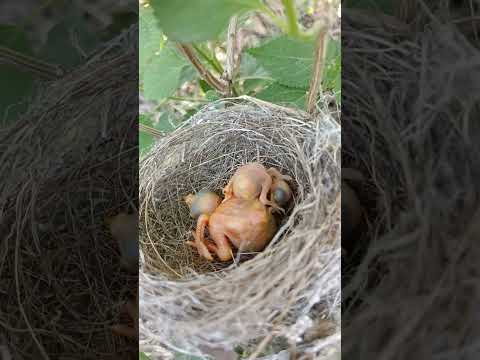 Cuckoo baby in another bird’s nest (p 6) #shorts