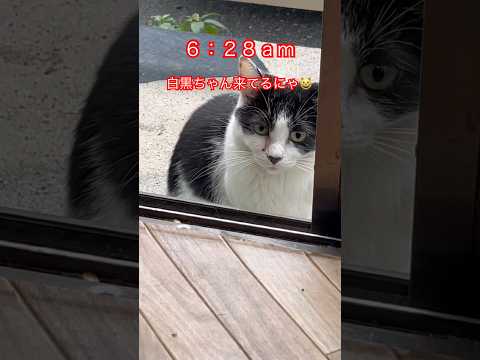 白黒ちゃん警戒しながら朝ごはん#ねこ#japan#猫動画#野良猫#cat#ネコ#猫好き#かわいい猫#shorts#白黒猫#魚#朝ごはん