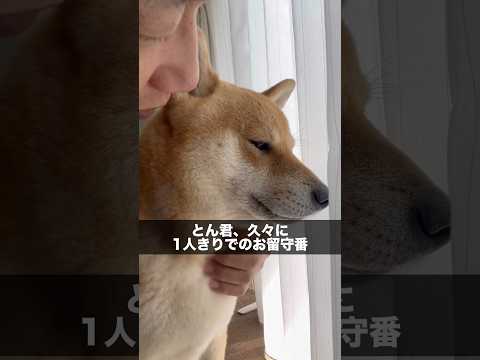 柴犬とん君の健気な姿に癒される｜感動エピソード サムネイル