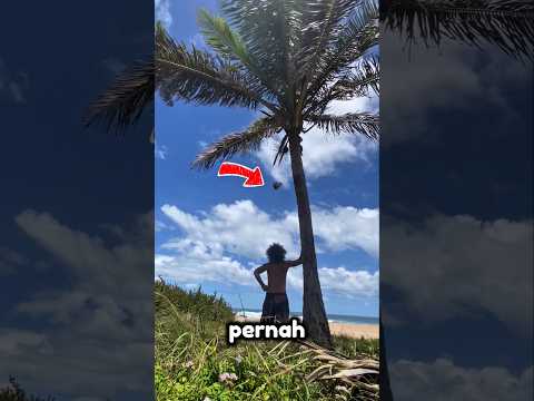 Fakta Aneh! Kenapa Kelapa Sering Jatuh Tiba-Tiba? 😨 #shorts