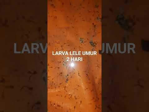 Larva ikan lele #tutorialbudidayaikanlele #bisnislele #kolamikan #budidayaikanlele #shorts
