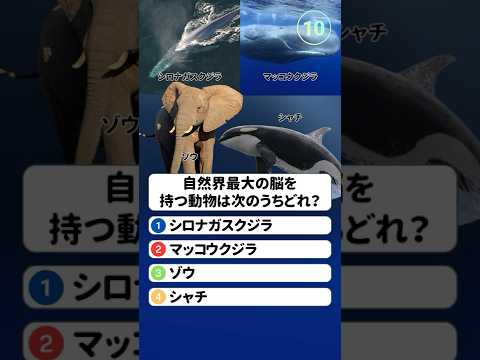 自然界最大の脳を持つ動物は次のうちどれ？