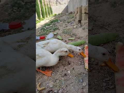 Feathered Foodies:Cute Ducks Savoring a Delicious Treat #shorts #duck #viral #trending #foryou