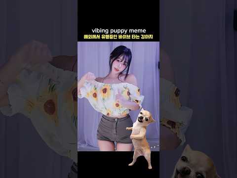 해외에서 유행하는 바이브타는 강아지 #vibingpuppy #밈 #memetutorial #dancetrend #harutv