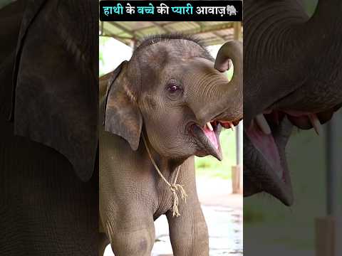 Baby Elephant Cute Voice 😘🐘 #babyelephant #shortsfeed #baby #shorts #animals #cuteanimals