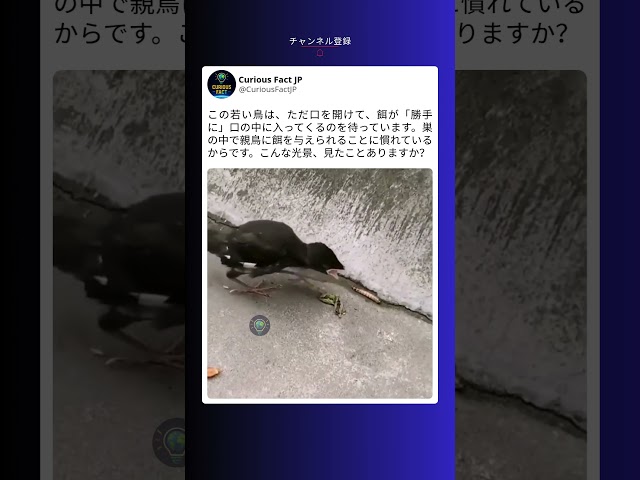 口を開けるだけで食べられると思ってる鳥