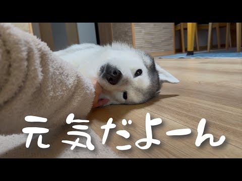 最近動画を上げていなかった件について【文ちゃんは元気で、私が勉強中です📖】