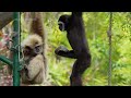Zoo welcomes baby gibbon to first-time mom  - 01:38 min - News - Video
