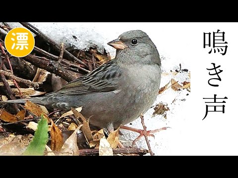 クロジの鳴き声（さえずり・地鳴き）