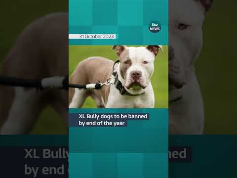 XL Bully dogs to be banned by end of the year #itvnews #xlbully #xlbullydog