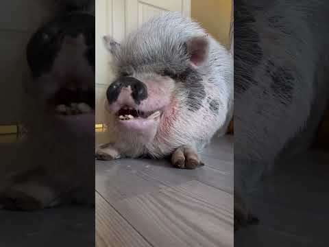 #smcfritters loves the #holiday season. #pigsofyoutube