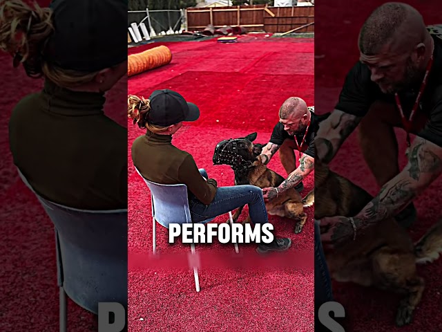 Most DANGEROUS Guard Dog (@chris.altherr)