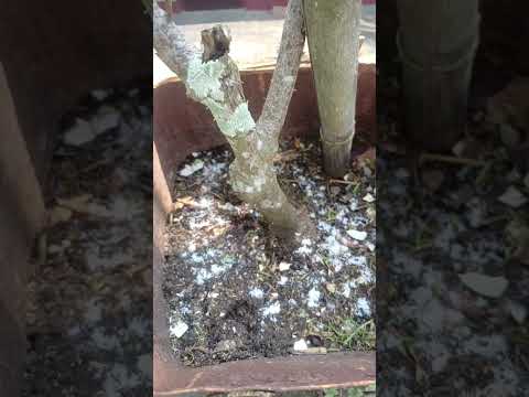 absom salt 🧂 || #garden #terrace #trending #shorts #fyp #plants #vegetables