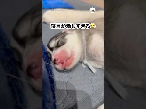 母犬と赤ちゃんの微笑ましい寝言シーンで癒されよう サムネイル