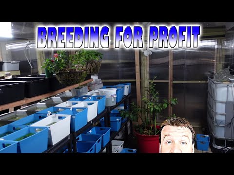 Breeding for Profit with Master Guppy Breeder Sam  We are back out at Sam's house checking out his new Greenhouse where his breeding for profit project