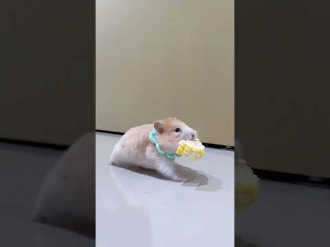 每日一哒#金丝熊日常 #金丝熊 #养鼠日常分享 #萌到爆炸了💥 #鼠鼠我呀