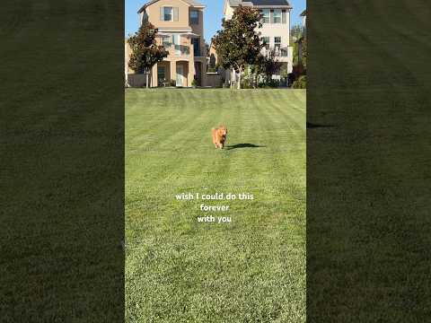 my whole world my life my baby #goldenretriever #dog #family