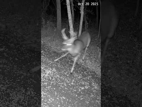 4 POINT BUCK STARTLED AT NIGHT! Watch How Fast He Reacts | Wild Deer Caught on Trail Cam #shorts