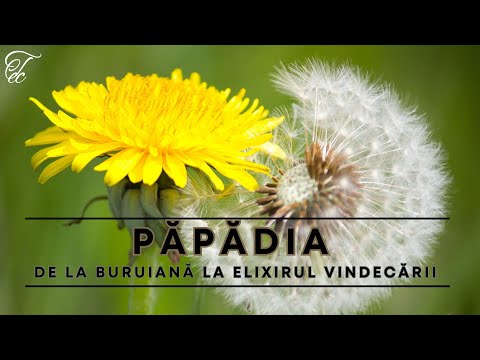 #Păpădia - de la buruiană la elixirul vindecării - 02